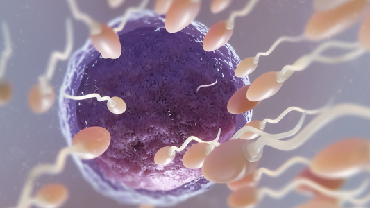 Revitalizing Male Fertility: The Power of Herbal Solutions