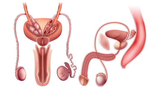 Varicocele and Male Infertility: Natural Treatment Solutions for Men